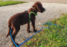 GOFI wird größer und die Ausflüge werden länger