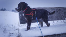 Gofis erster Schnee (01.12.2020)