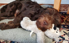 Mittagsschlaf mit Kumpel