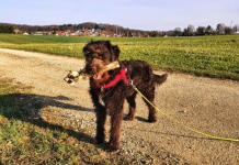 Gofi auf Wildschweinjagd