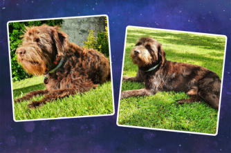 Vor und nach dem ersten Scheren