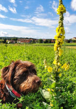 Päuschen in der Wiese